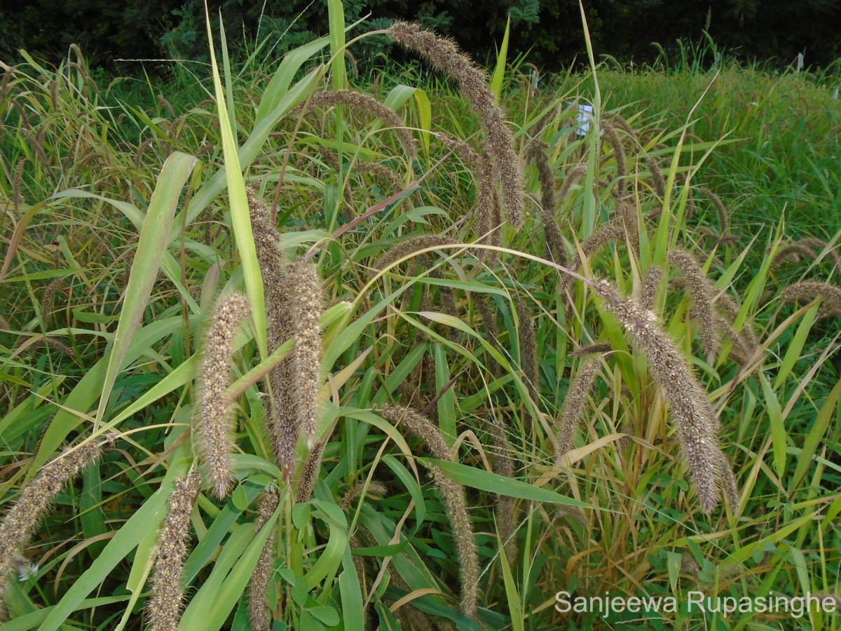 Setaria italica (L.) P.Beauv.